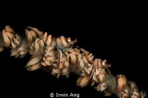 F O L L O W - M E 
Commensal Whip Shrimp on Whip Coral
... by Irwin Ang 